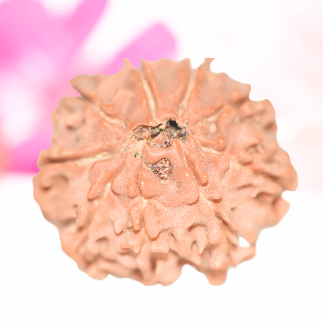 9 Mukhi Nepali Rudraksha - Large