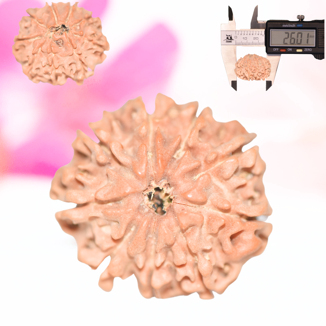9 Mukhi Nepali Rudraksha - Large