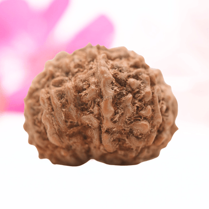 9 Mukhi Nepali Rudraksha - Regular