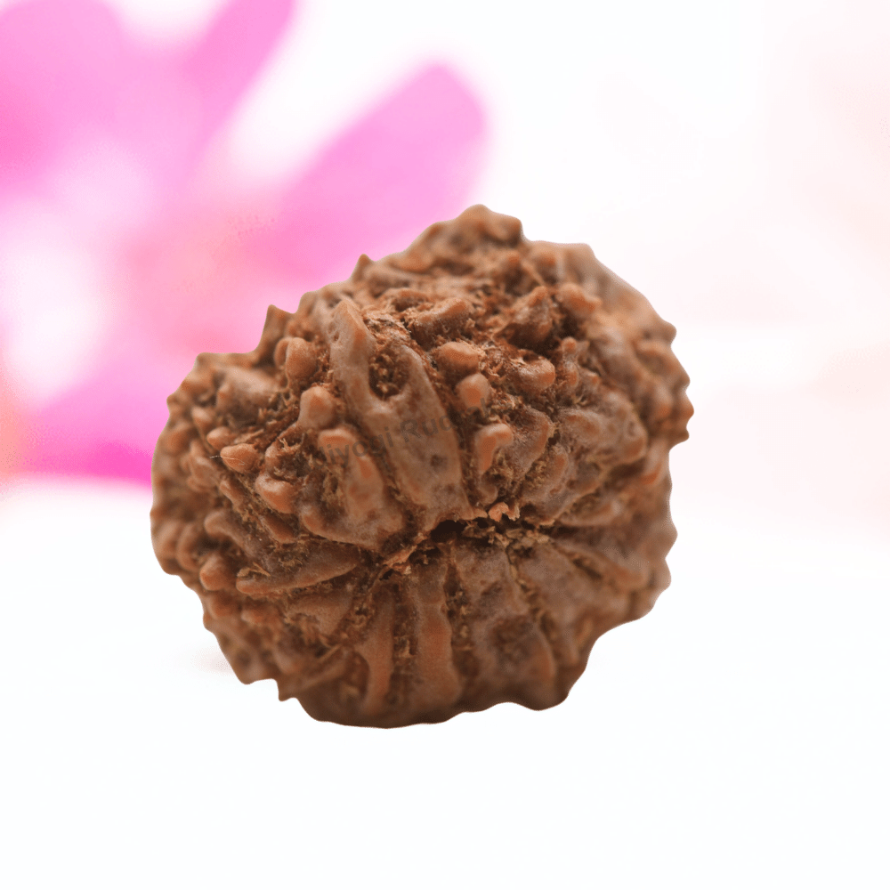 9 Mukhi Nepali Rudraksha - Regular