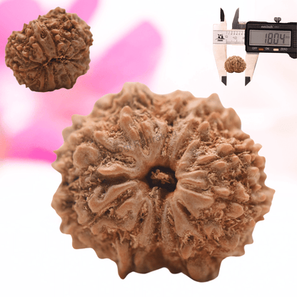 9 Mukhi Nepali Rudraksha - Regular