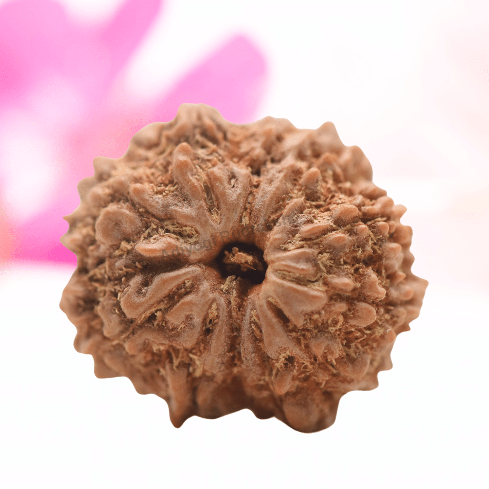9 Mukhi Nepali Rudraksha - Regular