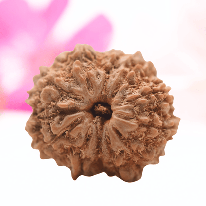 9 Mukhi Nepali Rudraksha - Regular