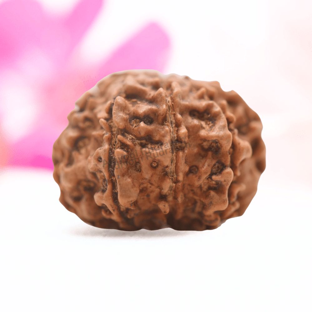 9 Mukhi Nepali Rudraksha - Regular