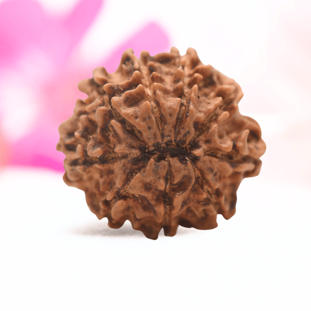 9 Mukhi Nepali Rudraksha - Regular