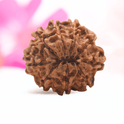9 Mukhi Nepali Rudraksha - Regular