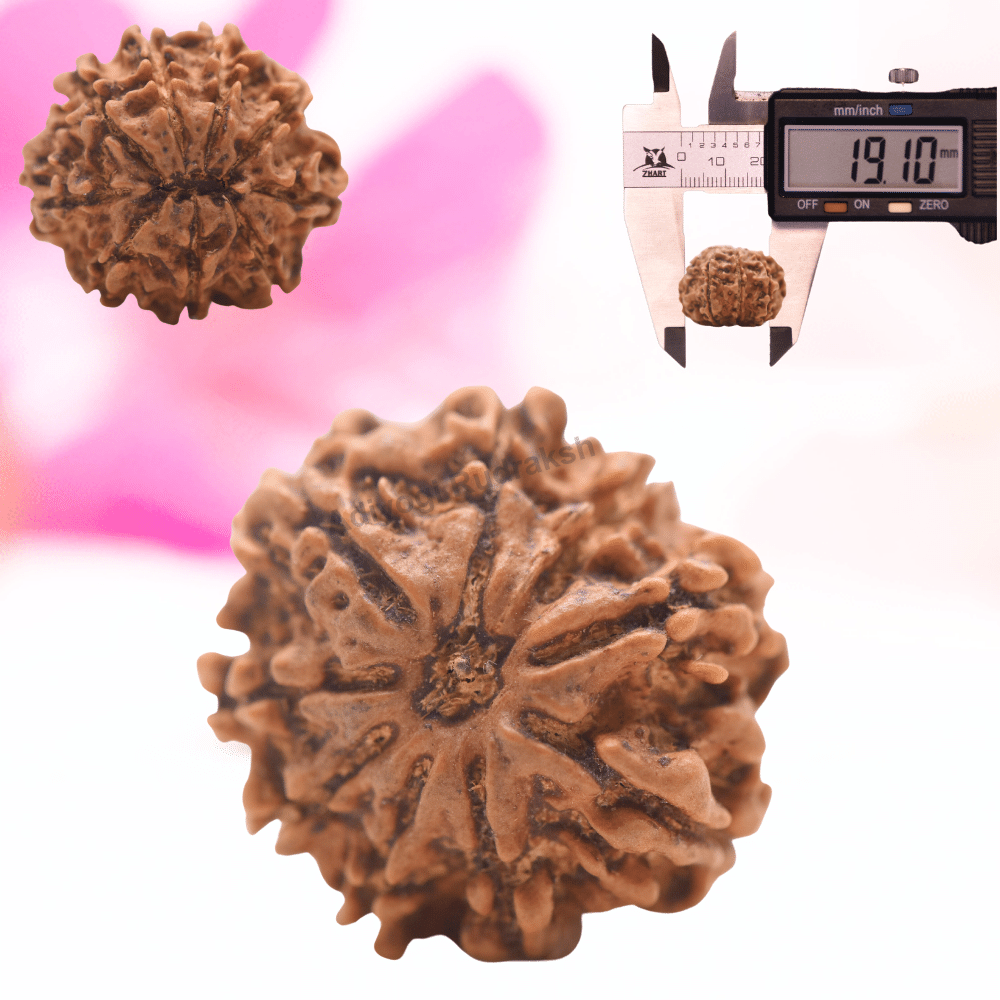 9 Mukhi Nepali Rudraksha - Regular