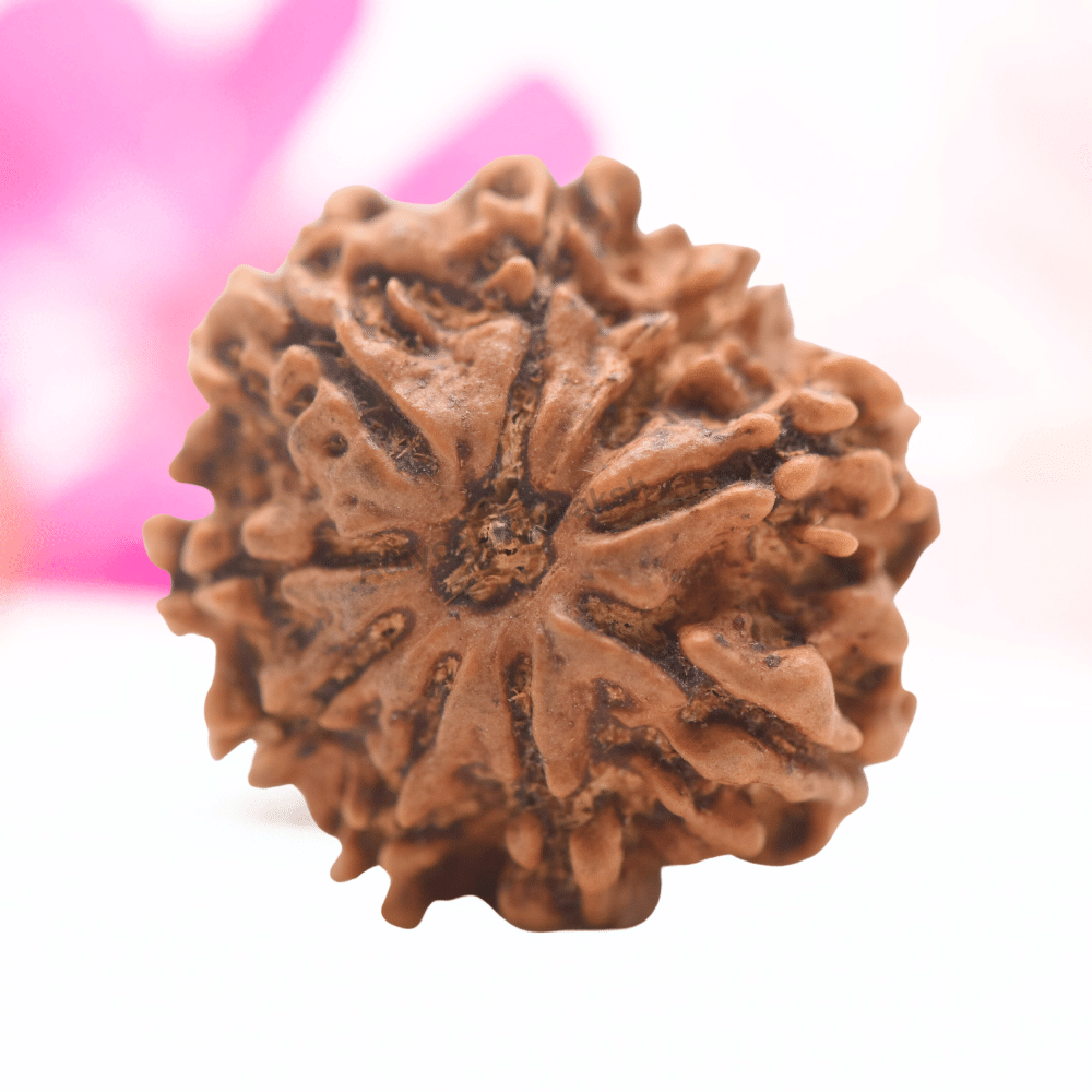 9 Mukhi Nepali Rudraksha - Regular