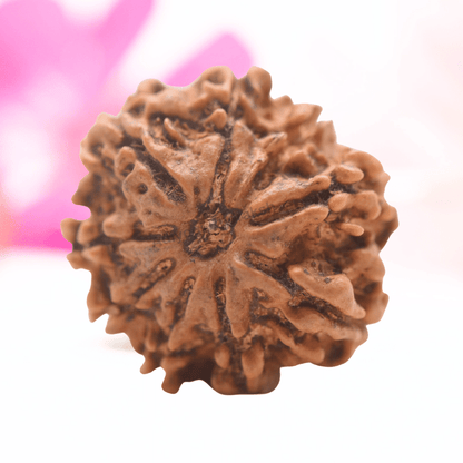 9 Mukhi Nepali Rudraksha - Regular