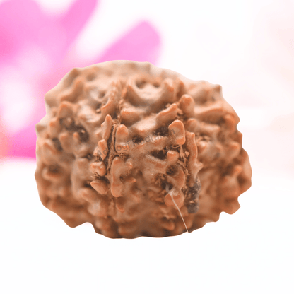 9 Mukhi Nepali Rudraksha - Regular