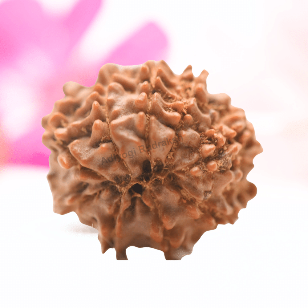 9 Mukhi Nepali Rudraksha - Regular