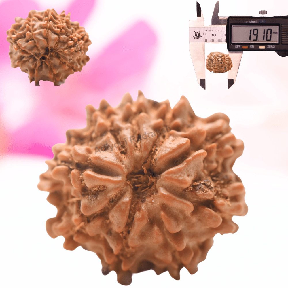 9 Mukhi Nepali Rudraksha - Regular