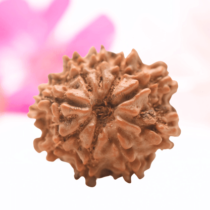 9 Mukhi Nepali Rudraksha - Regular