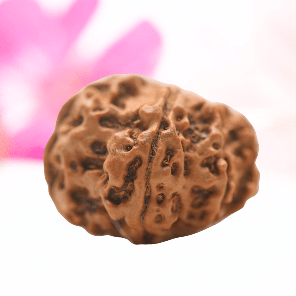 9 Mukhi Nepali Rudraksha - Regular