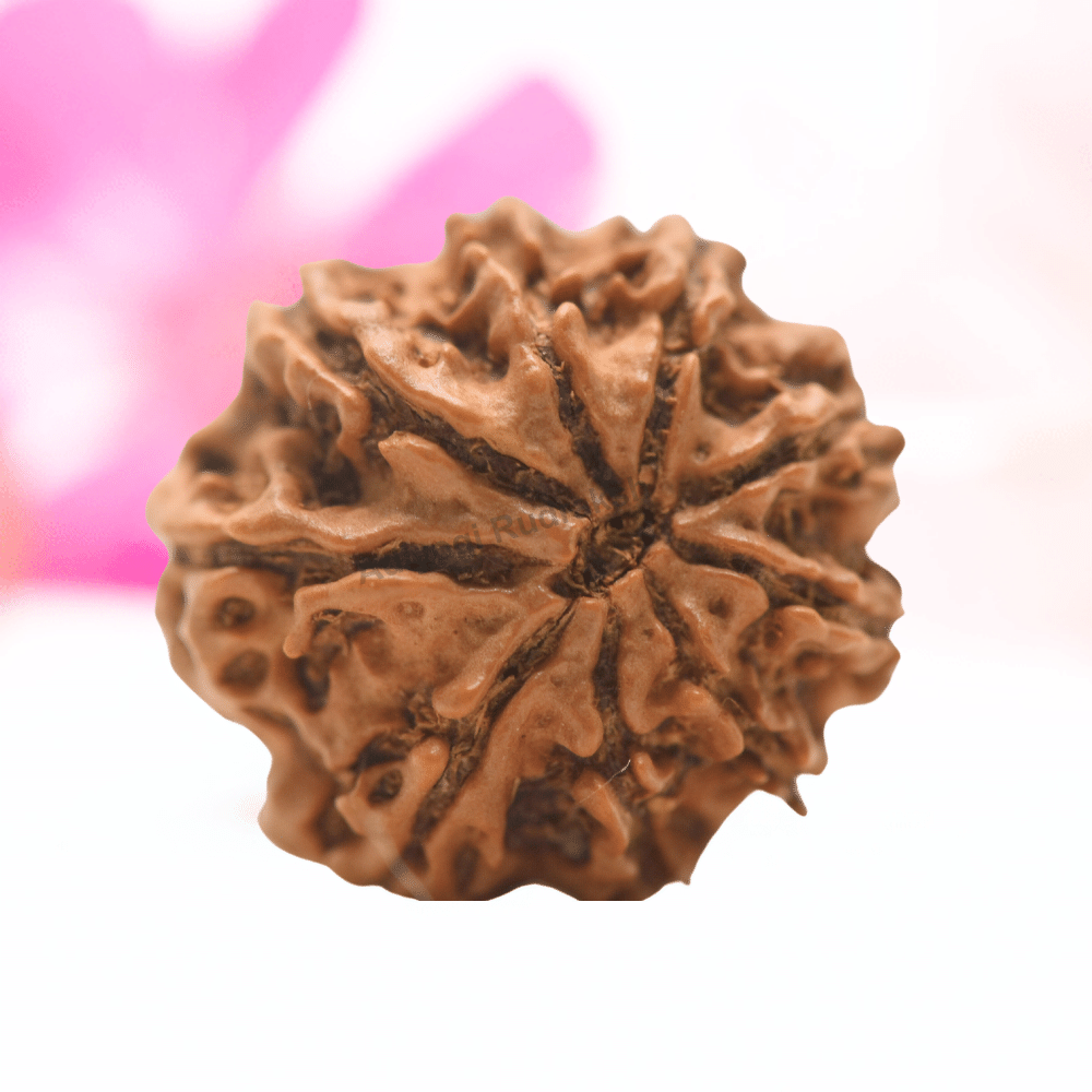 9 Mukhi Nepali Rudraksha - Regular