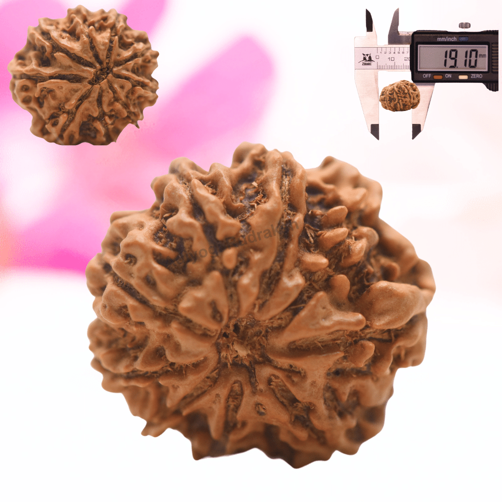 9 Mukhi Nepali Rudraksha - Regular