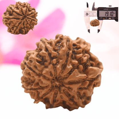 9 Mukhi Nepali Rudraksha - Regular