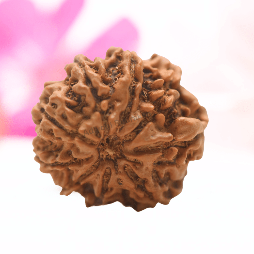 9 Mukhi Nepali Rudraksha - Regular