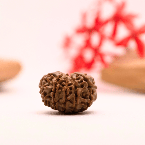 9 Mukhi Nepali Rudraksha - Regular