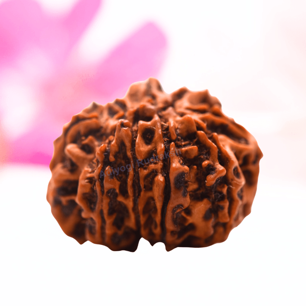 9 Mukhi Nepali Rudraksha - Regular