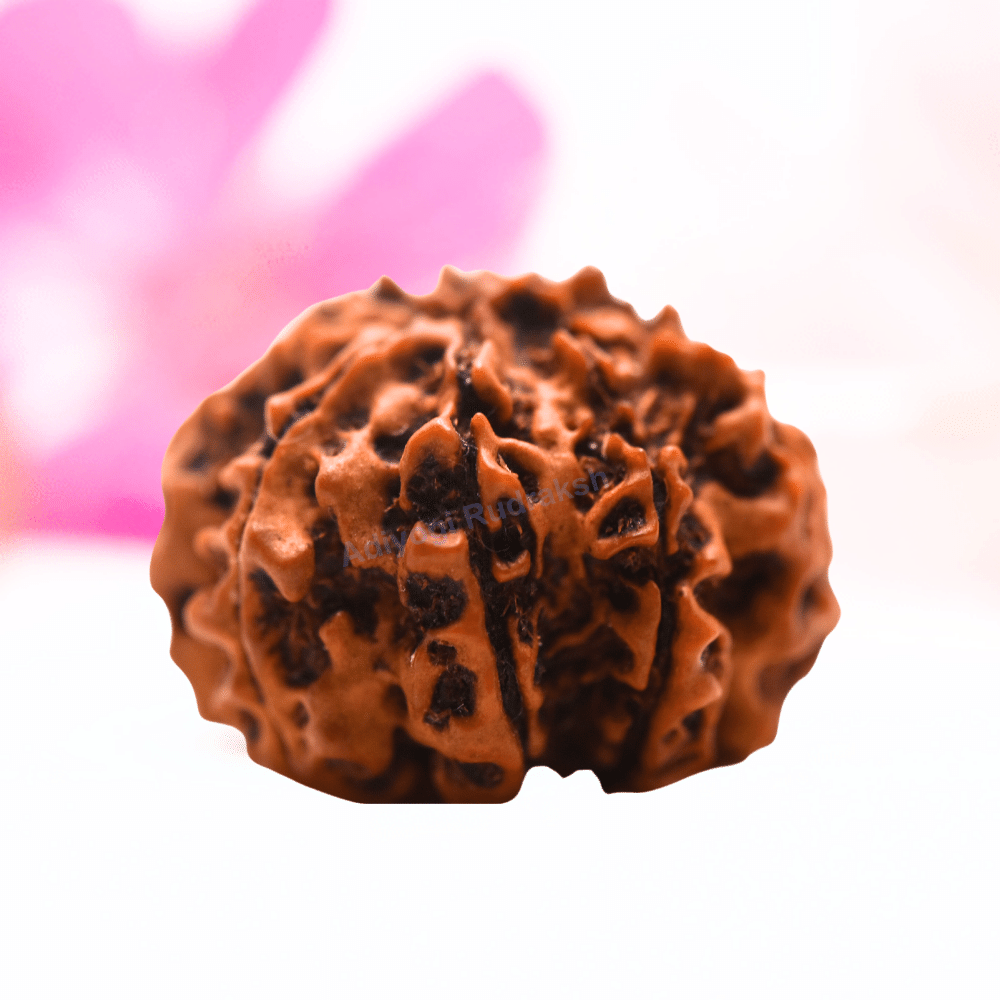 9 Mukhi Nepali Rudraksha - Regular
