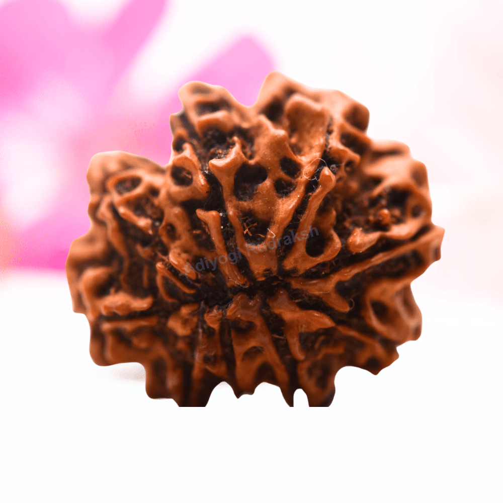 9 Mukhi Nepali Rudraksha - Regular