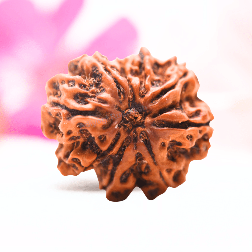 9 Mukhi Nepali Rudraksha - Regular