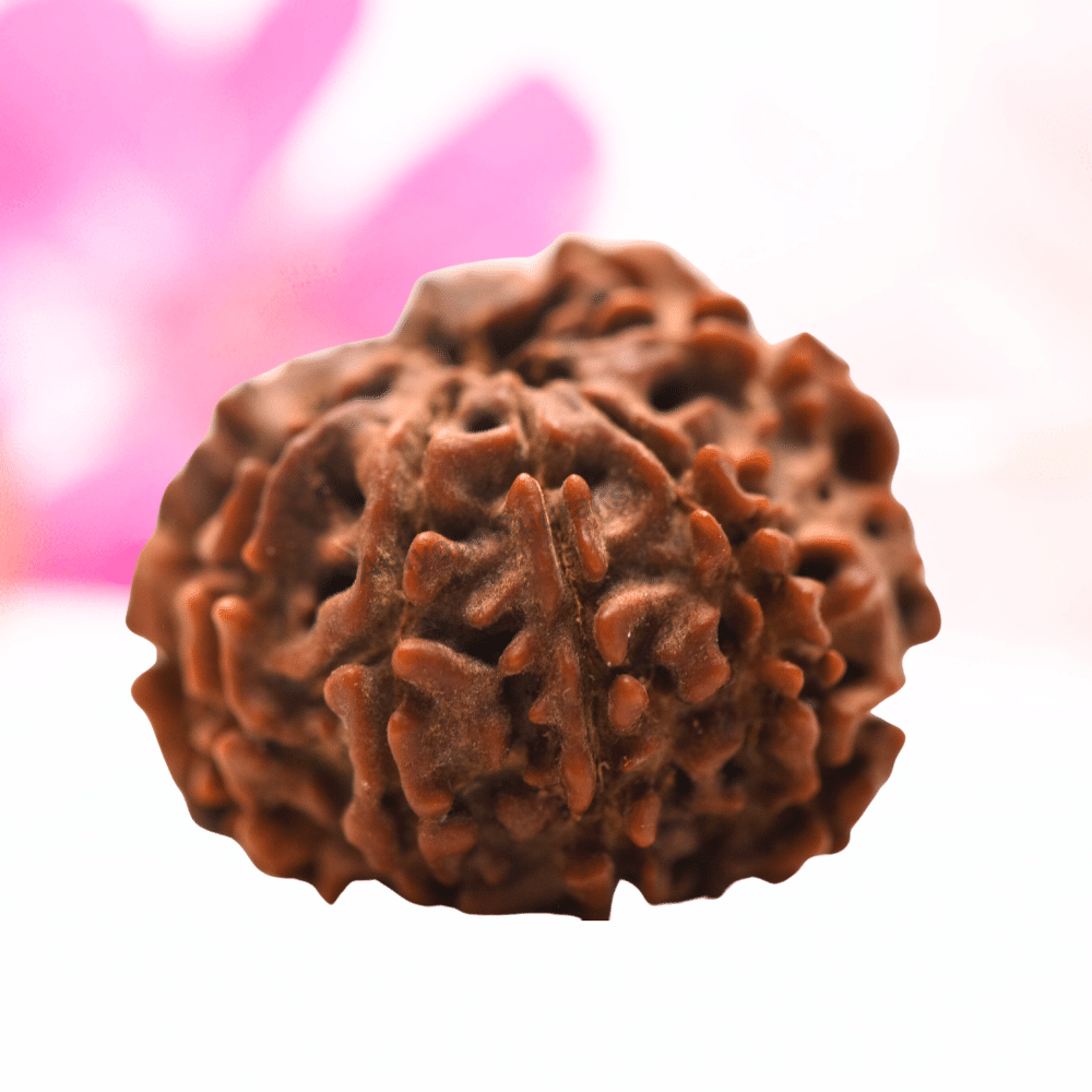 9 Mukhi Nepali Rudraksha - Regular