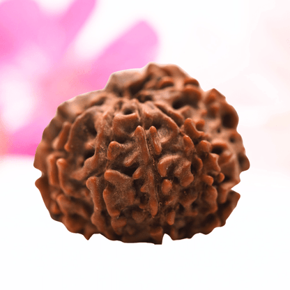 9 Mukhi Nepali Rudraksha - Regular