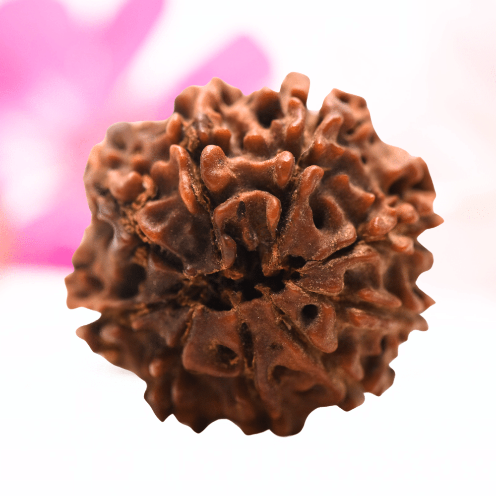 9 Mukhi Nepali Rudraksha - Regular