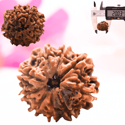 9 Mukhi Nepali Rudraksha - Regular