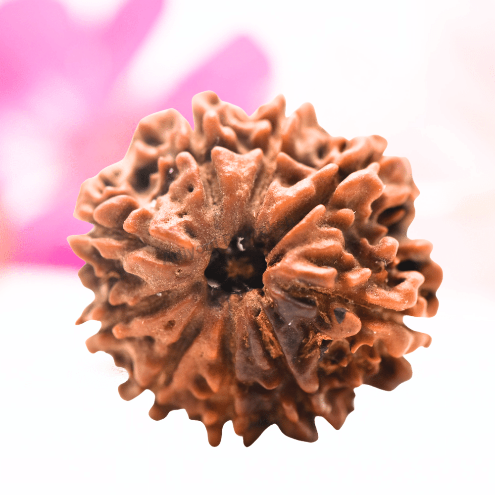 9 Mukhi Nepali Rudraksha - Regular