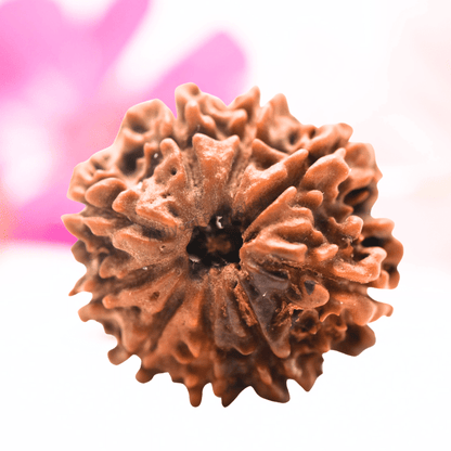 9 Mukhi Nepali Rudraksha - Regular