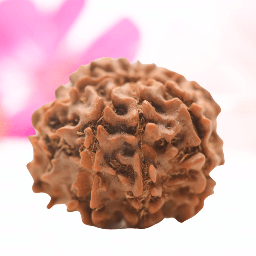 9 Mukhi Nepali Rudraksha - Regular