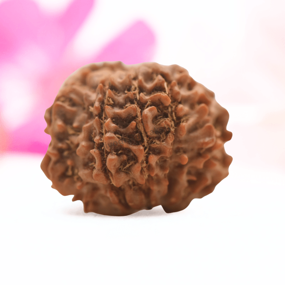 9 Mukhi Nepali Rudraksha - Regular