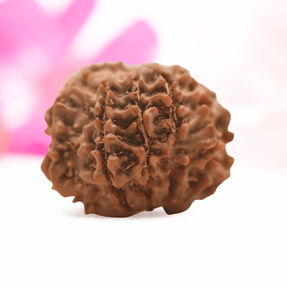 9 Mukhi Nepali Rudraksha - Regular