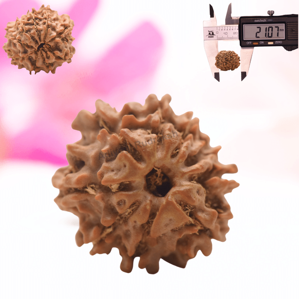 9 Mukhi Nepali Rudraksha - Regular