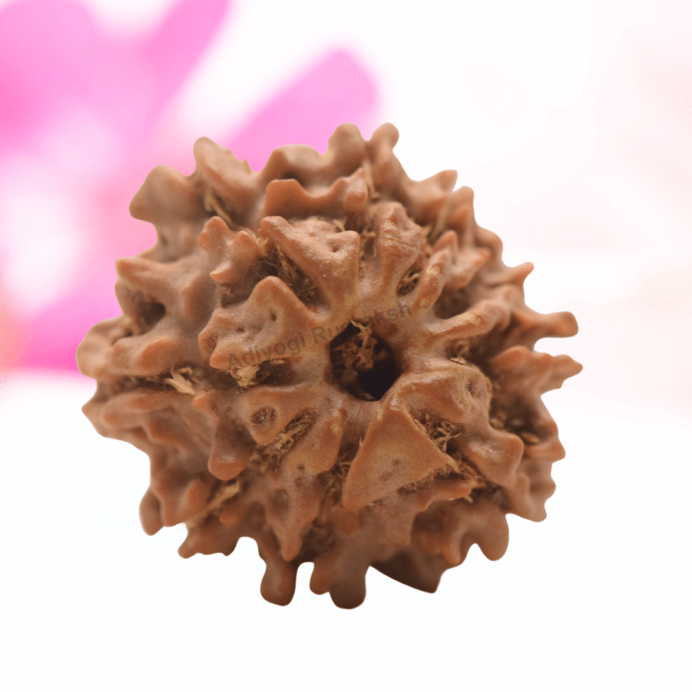 9 Mukhi Nepali Rudraksha - Regular