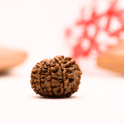 9 Mukhi Nepali Rudraksha - Regular