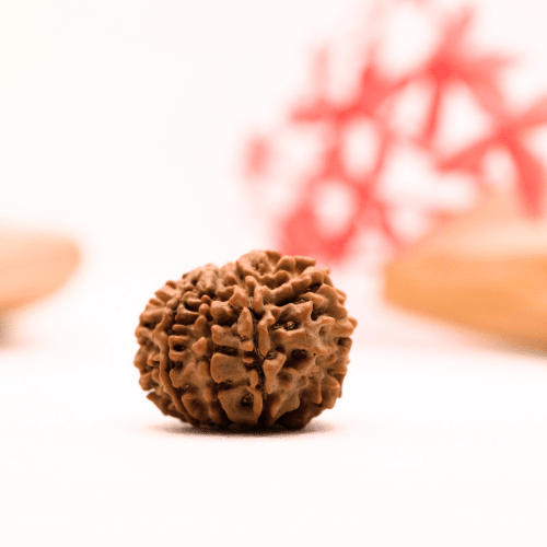9 Mukhi Nepali Rudraksha - Regular
