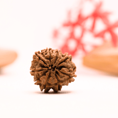 9 Mukhi Nepali Rudraksha - Regular