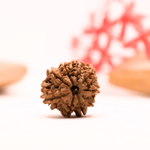 9 Mukhi Nepali Rudraksha - Regular