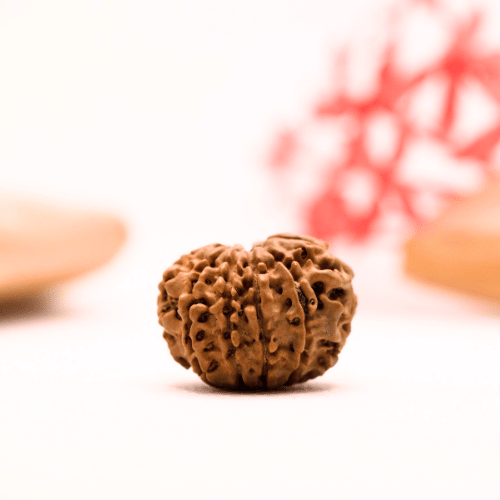 9 Mukhi Nepali Rudraksha - Regular