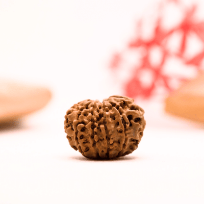 9 Mukhi Nepali Rudraksha - Regular