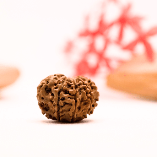 9 Mukhi Nepali Rudraksha - Regular