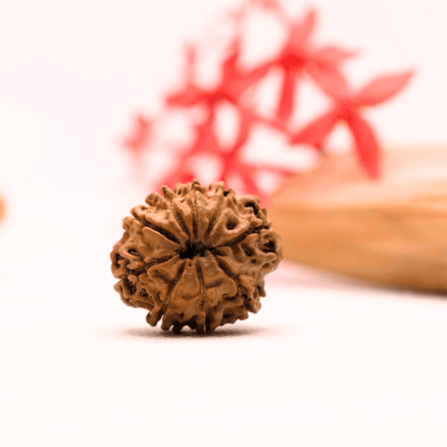 9 Mukhi Nepali Rudraksha - Regular