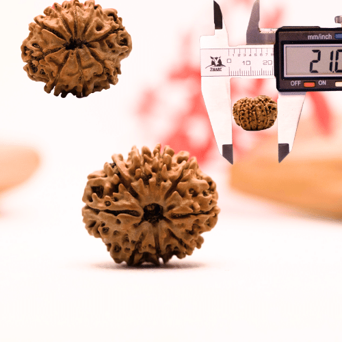 9 Mukhi Nepali Rudraksha - Regular