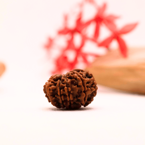 9 Mukhi Nepali Rudraksha - Regular