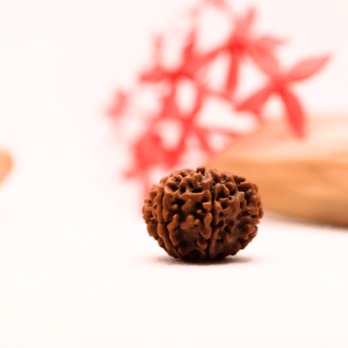 9 Mukhi Nepali Rudraksha - Regular
