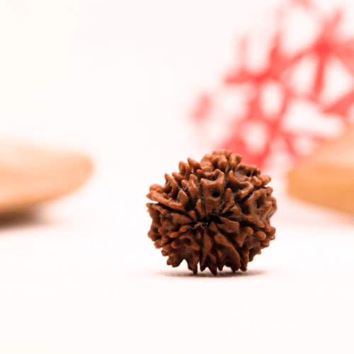 9 Mukhi Nepali Rudraksha - Regular